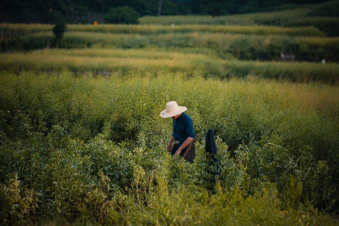 farmer working in field
