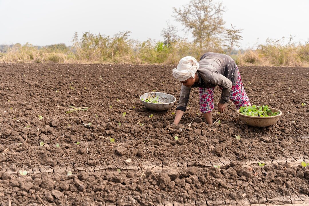 farmer working in field